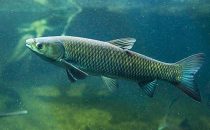 Amur biały