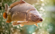 Karp